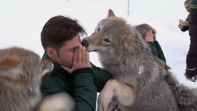 Un lobo araña a David Bustamante en ‘Planeta Calleja’